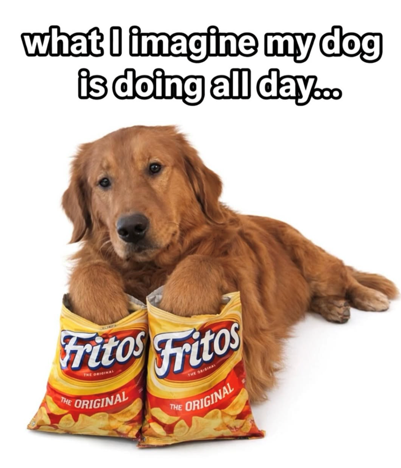 what I imagine my dog is doing all day... Fritos Fritos THE ORIGINAL THE ORIGINAL THE ORIGINAL THE ORIGINAL