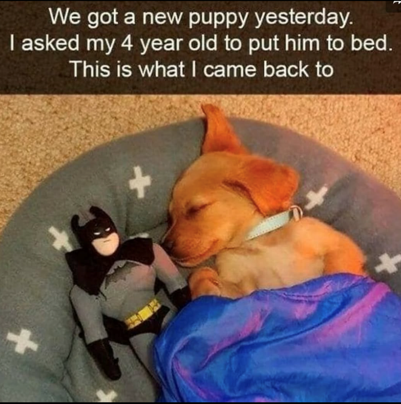 We got a new puppy yesterday. I asked my 4 year old to put him to bed. This is what I came back to