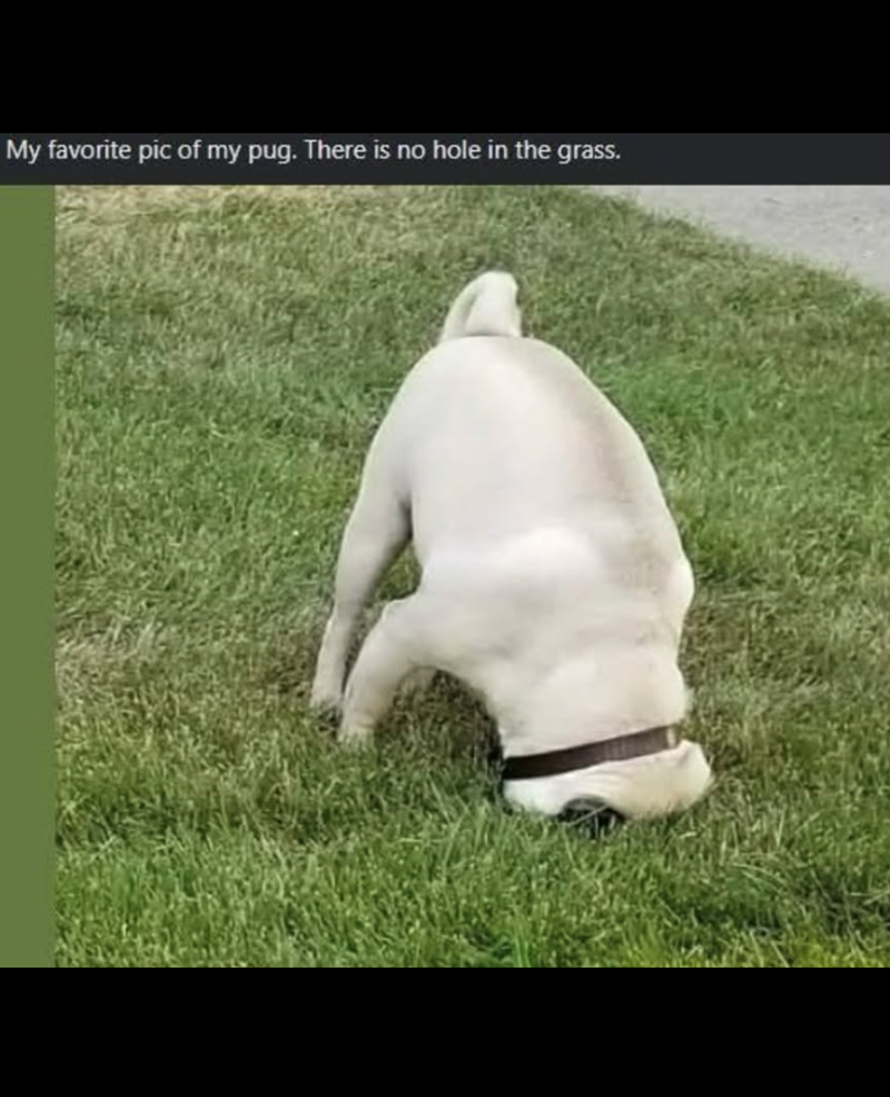 My favorite pic of my pug. There is no hole in the grass.
