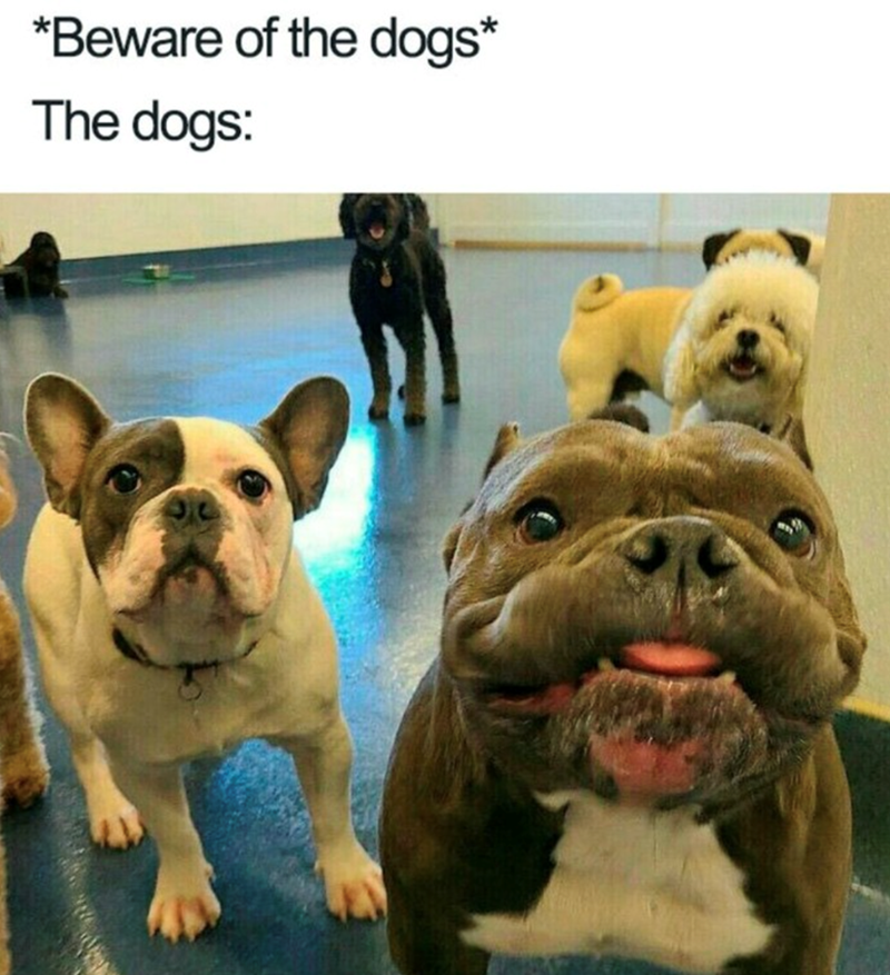 *Beware of the dogs* The dogs: