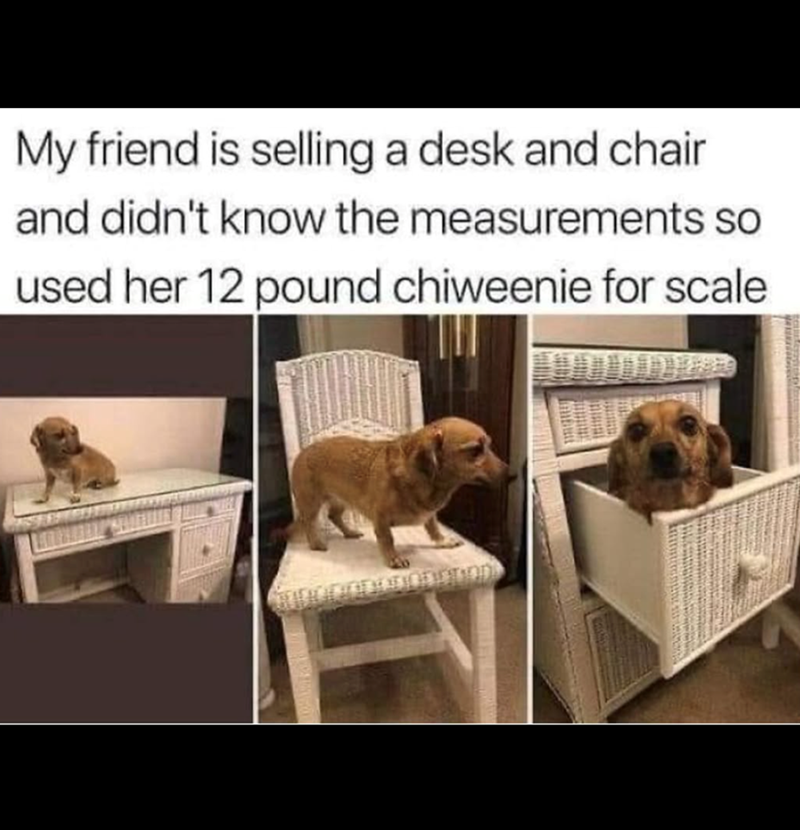 My friend is selling a desk and chair and didn't know the measurements so used her 12 pound chiweenie for scale