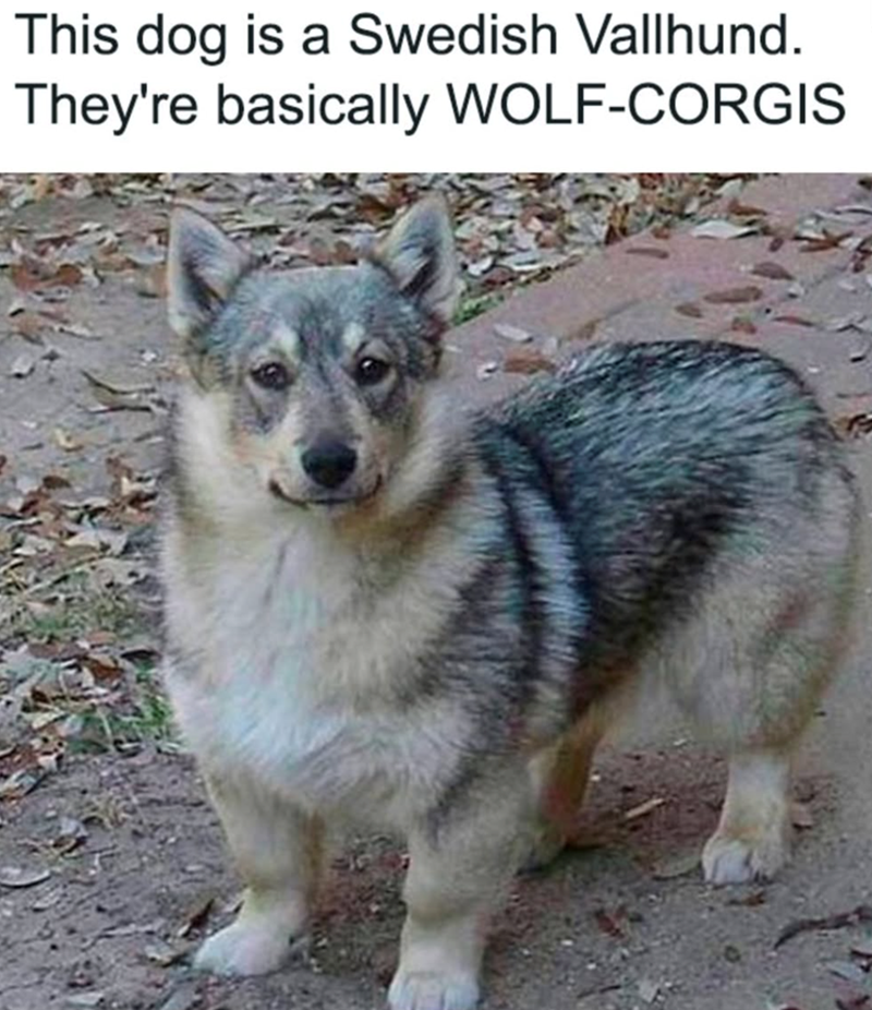 This dog is a Swedish Vallhund. They're basically WOLF-CORGIS