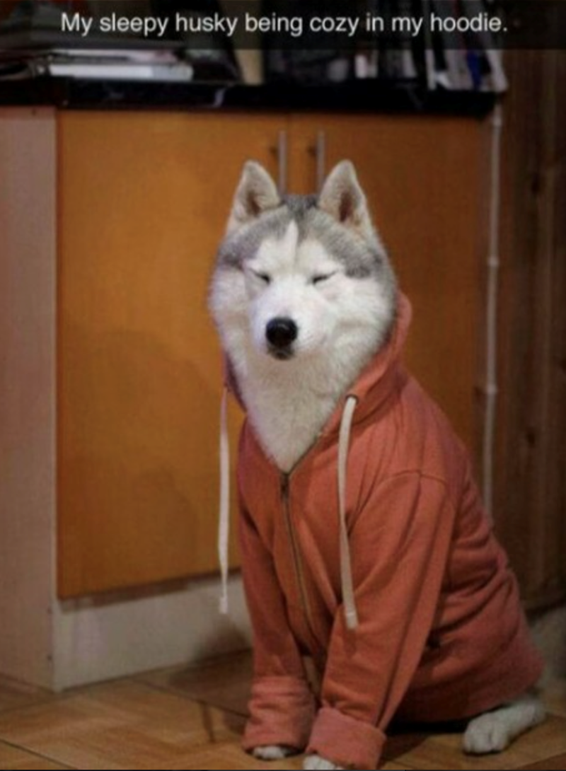 My sleepy husky being cozy in my hoodie.