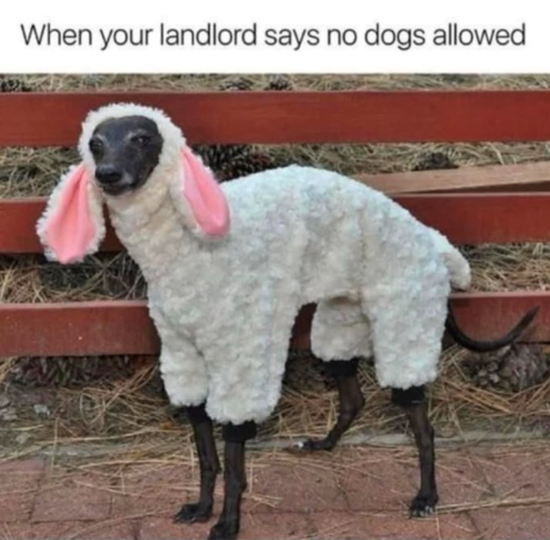 When your landlord says no dogs allowed