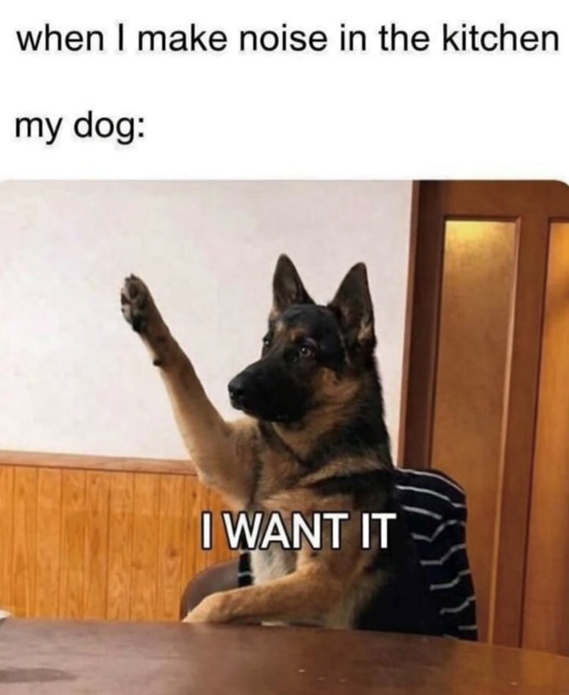 when I make noise in the kitchen my dog: I WANT IT