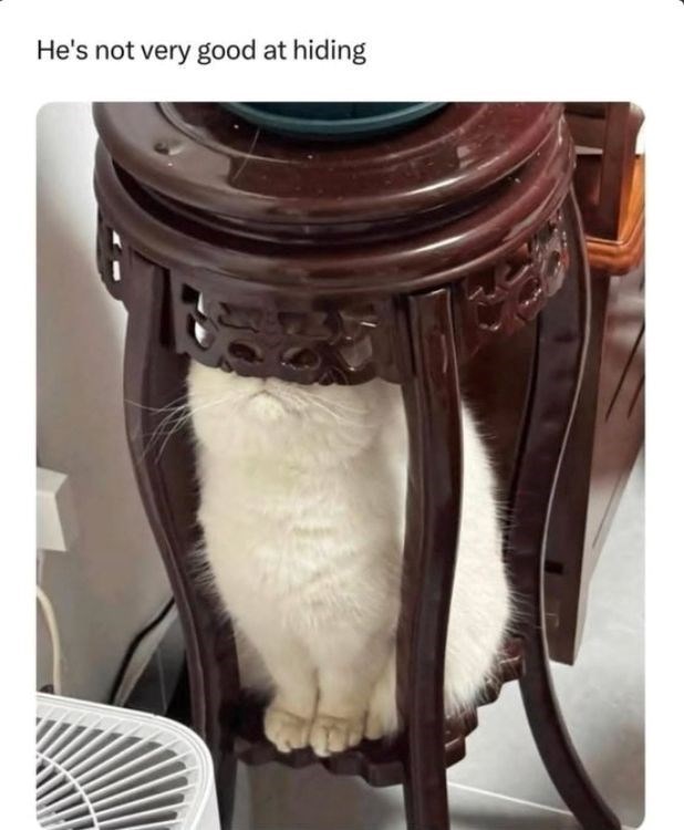 He's not very good at hiding