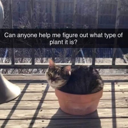 Can anyone help me figure out what type of plant it is?