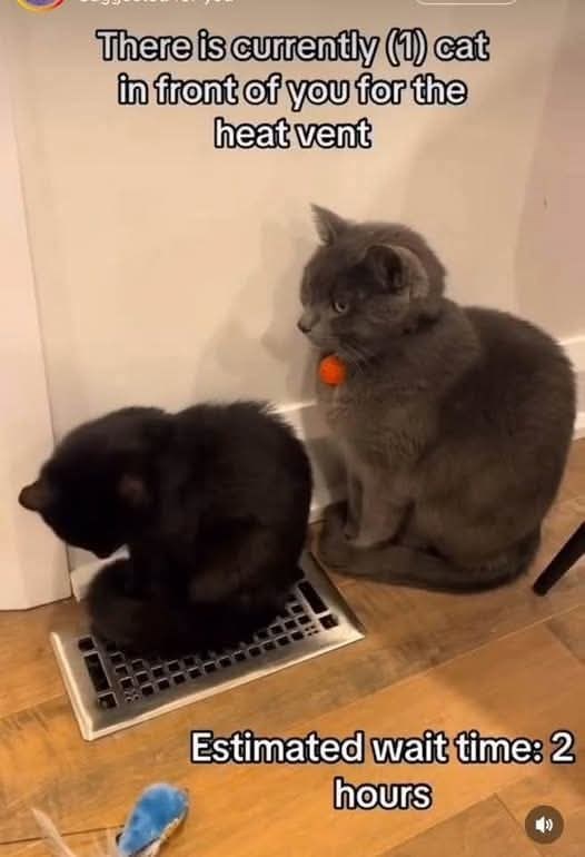 There is currently (1) cat in front of you for the heat vent Estimated wait time: 2 hours