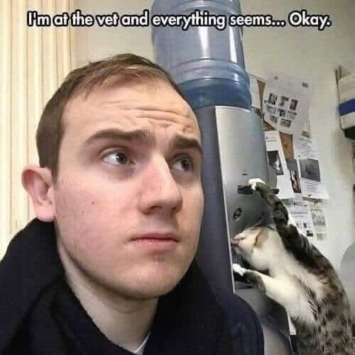 I'm at the vet and everything seems... Okay.