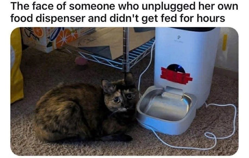 The face of someone who unplugged her own food dispenser and didn't get fed for hours P