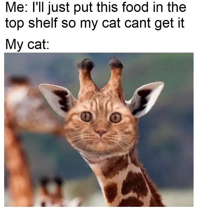 Me: I'll just put this food in the top shelf so my cat cant get it My cat: 1