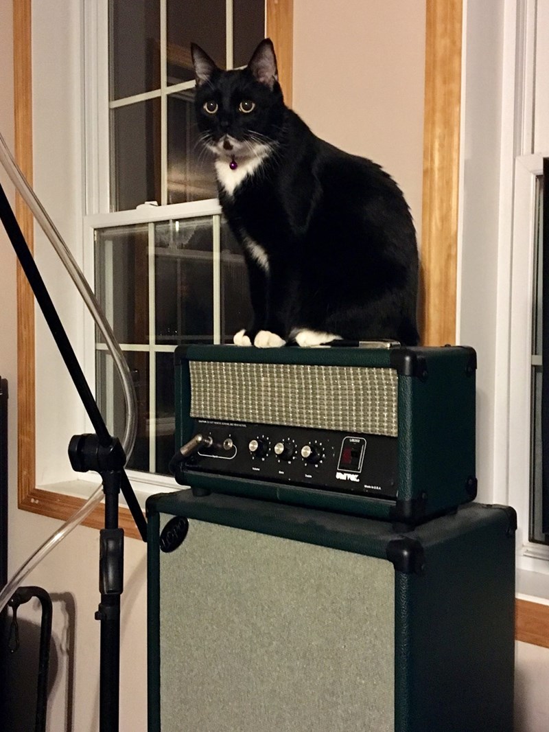 Cheezburger Image 10622629632