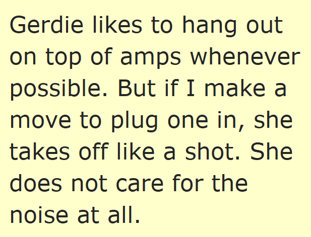 Gerdie likes to hang out on top of amps whenever possible. But if I make a move to plug one in, she takes off like a shot. She does not care for the noise at all.