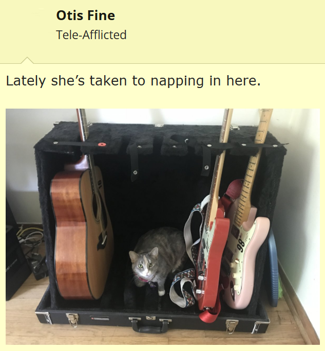 Otis Fine Tele-Afflicted Lately she's taken to napping in here.