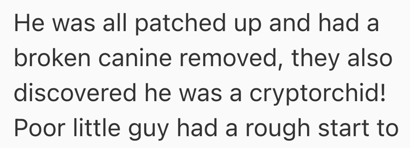 He was all patched up and had a broken canine removed, they also discovered he was a cryptorchid! Poor little guy had a rough start to