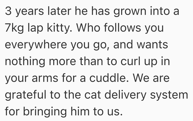 3 years later he has grown into a 7kg lap kitty. Who follows you everywhere you go, and wants nothing more than to curl up in your arms for a cuddle. We are grateful to the cat delivery system. for bringing him to us.