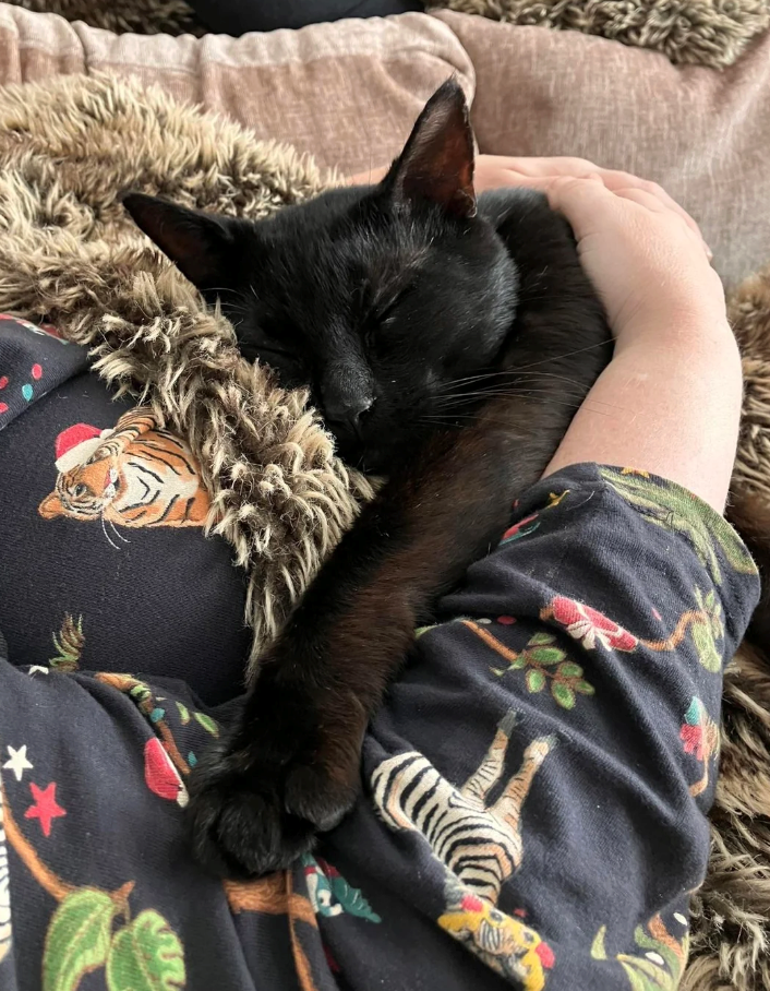 Cheezburger Image 10622638080