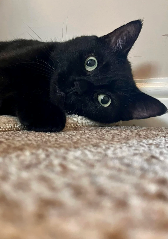 Cheezburger Image 10622638336