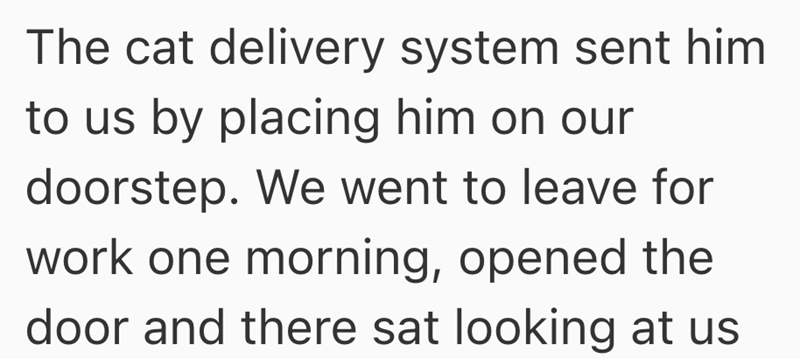 The cat delivery system sent him to us by placing him on our doorstep. We went to leave for work one morning, opened the door and there sat looking at us