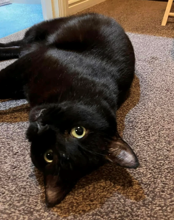 Cheezburger Image 10622639104