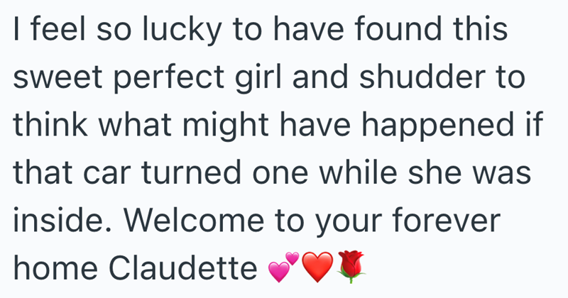 I feel so lucky to have found this sweet perfect girl and shudder to think what might have happened if that car turned one while she was inside. Welcome to your forever home Claudette