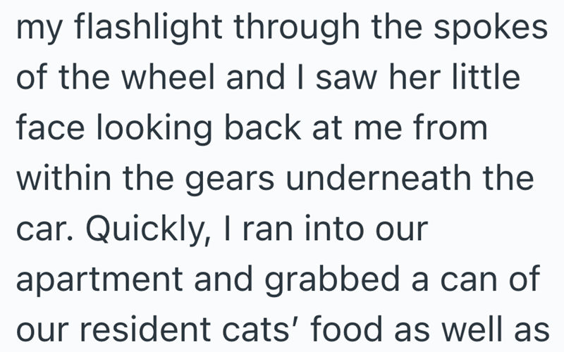 my flashlight through the spokes of the wheel and I saw her little face looking back at me from within the gears underneath the car. Quickly, I ran into our apartment and grabbed a can of our resident cats' food as well as