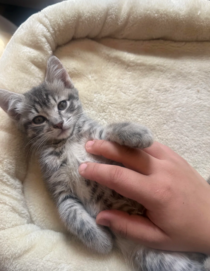 Cheezburger Image 10622643712