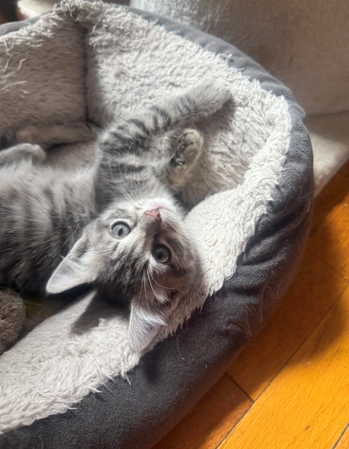 Cheezburger Image 10622643968