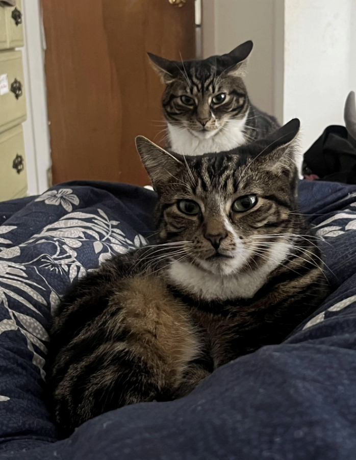 Cheezburger Image 10622644224