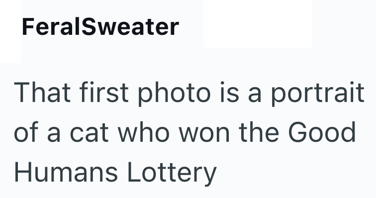 FeralSweater That first photo is a portrait of a cat who won the Good Humans Lottery