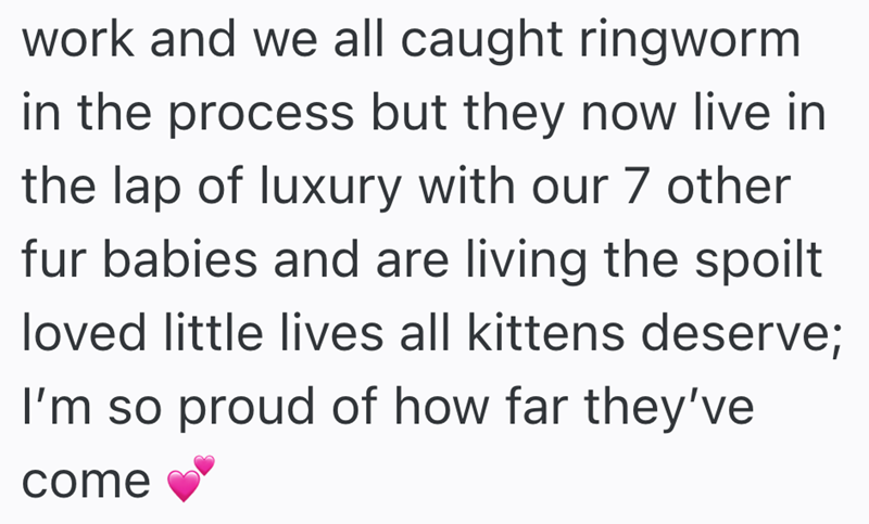 work and we all caught ringworm in the process but they now live in the lap of luxury with our 7 other fur babies and are living the spoilt loved little lives all kittens deserve; I'm so proud of how far they've come