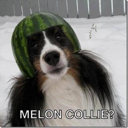 MELON COLLIE?