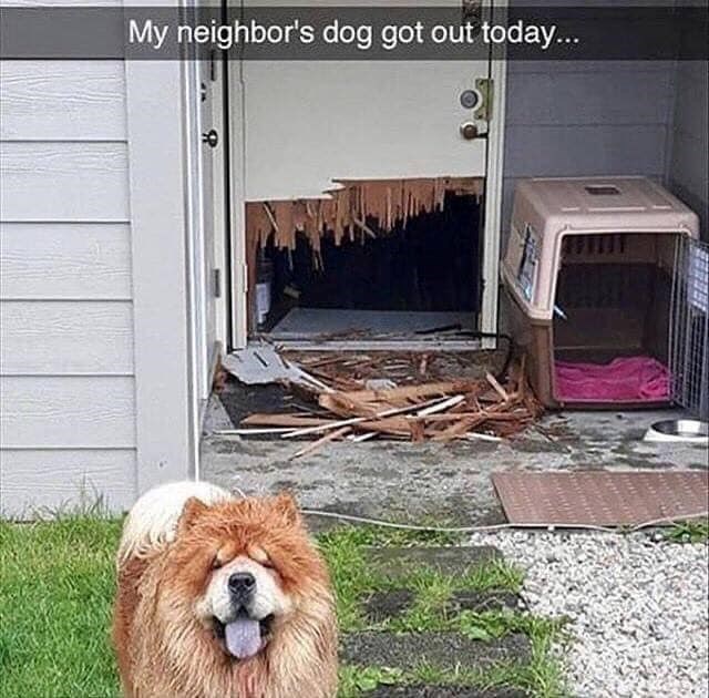 My neighbor's dog got out today...