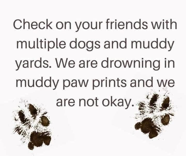 Check on your friends with multiple dogs and muddy yards. We are drowning in muddy paw prints and we are not okay.