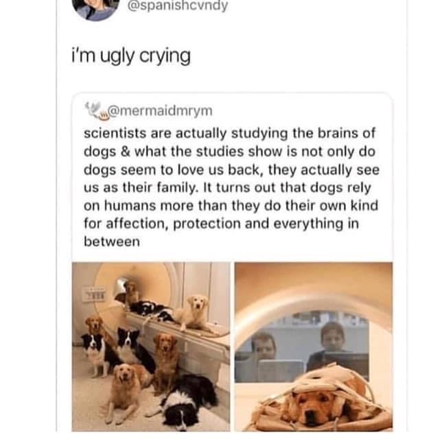 @spanishcvndy i'm ugly crying @mermaidmrym scientists are actually studying the brains of dogs & what the studies show is not only do dogs seem to love us back, they actually see us as their family. It turns out that dogs rely on humans more than they do their own kind for affection, protection and everything in between
