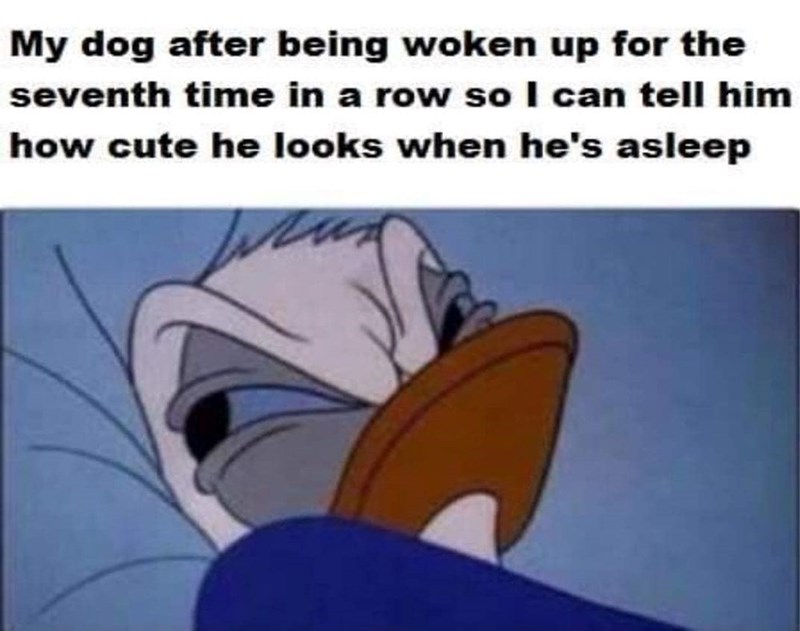 My dog after being woken up for the seventh time in a row so I can tell him how cute he looks when he's asleep