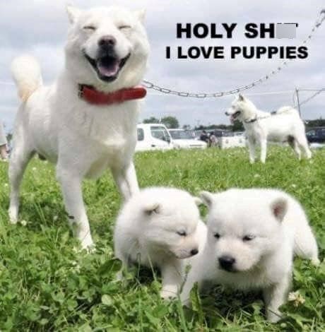 HOLY SH I LOVE PUPPIES