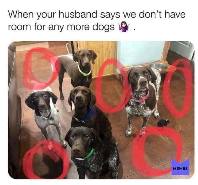 When your husband says we don't have room for any more dogs MEMES