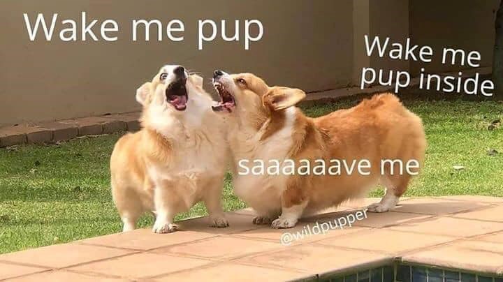 Wake me pup Wake me pup inside saaaaaave me @wildpupper