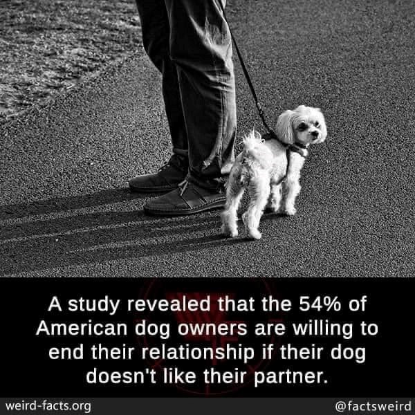 A study revealed that the 54% of American dog owners are willing to end their relationship if their dog doesn't like their partner. weird-facts.org @factsweird