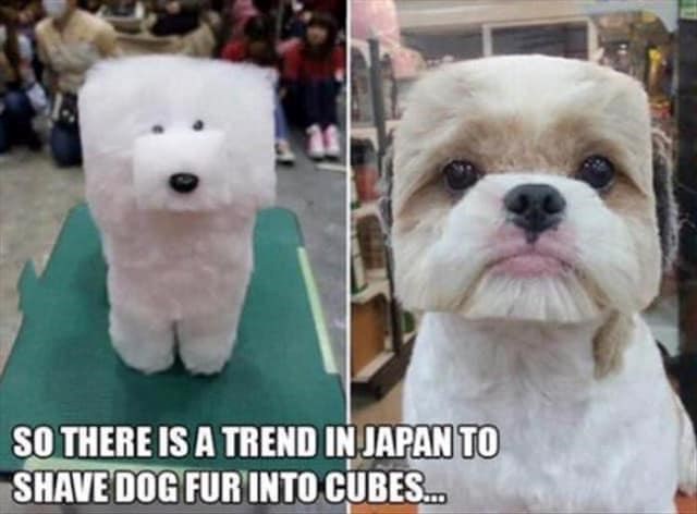 SO THERE IS A TREND IN JAPAN TO SHAVE DOG FUR INTO CUBES...