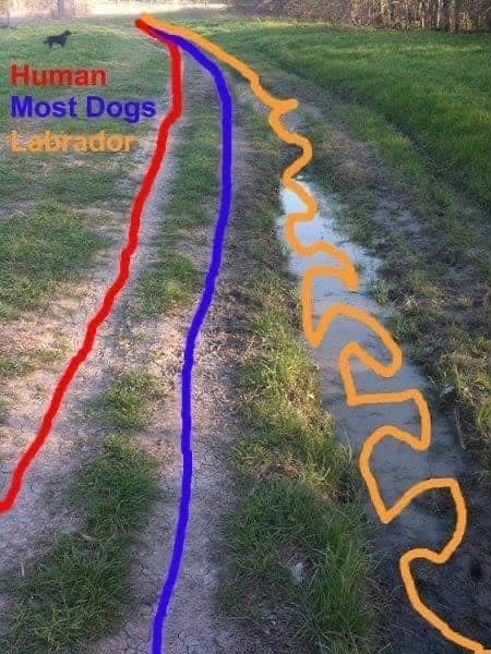 Human Most Dogs Labrador