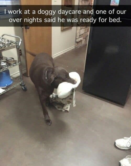 I work at a doggy daycare and one of our over nights said he was ready for bed.