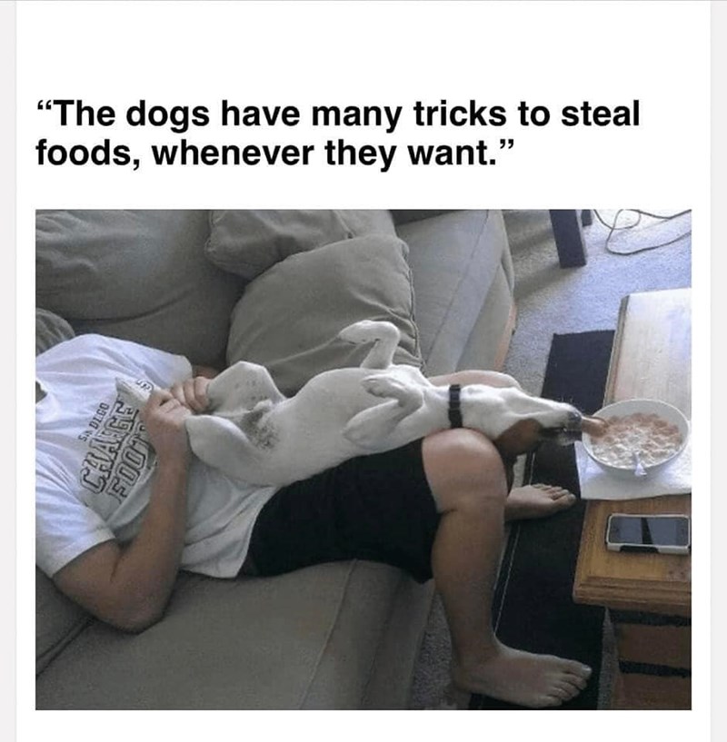 "The dogs have many tricks to steal foods, whenever they want.' SP SA DEGO CHANGE FOO