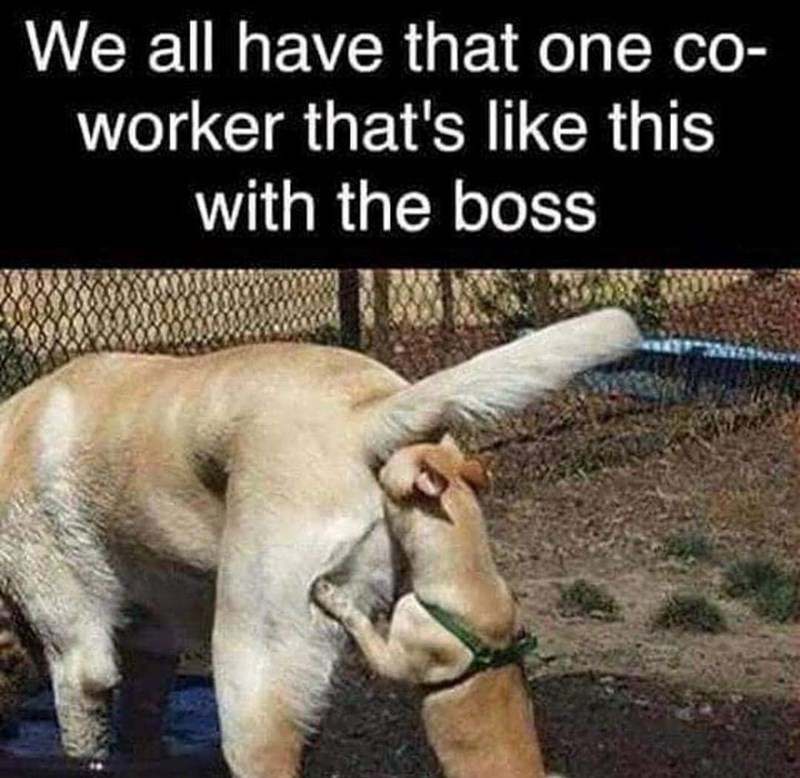 We all have that one co- worker that's like this with the boss