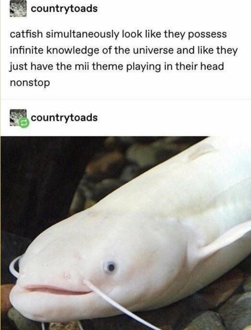 countrytoads catfish simultaneously look like they possess infinite knowledge of the universe and like they just have the mii theme playing in their head nonstop countrytoads