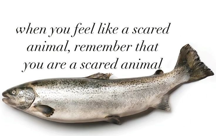 when you feel like a scared animal, remember that you are a scared animal