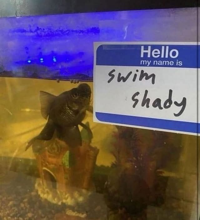 Bebord Hello my name is Swim shady