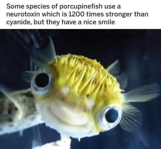 Some species of porcupinefish use a neurotoxin which is 1200 times stronger than cyanide, but they have a nice smile