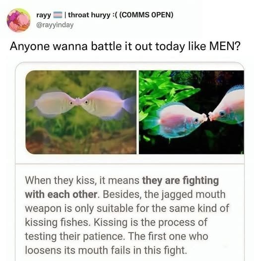 rayy throat huryy :( (COMMS OPEN) @rayyinday Anyone wanna battle it out today like MEN? When they kiss, it means they are fighting with each other. Besides, the jagged mouth weapon is only suitable for the same kind of kissing fishes. Kissing is the process of testing their patience. The first one who loosens its mouth fails in this fight.
